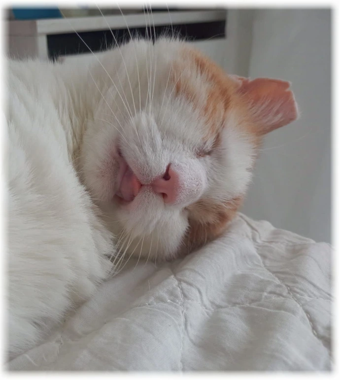 Angelito wartet noch auf ein Zuhause